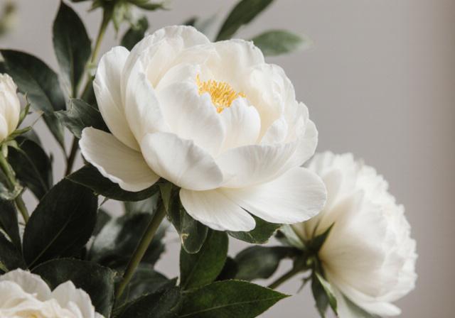Soft focus of elegant white peonies and green leaves